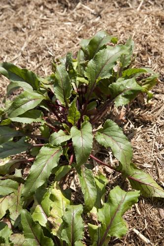 Beetroots Growing in the Garden