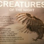 Creatures of the Night Show