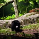 Sloth Bear Enclosure