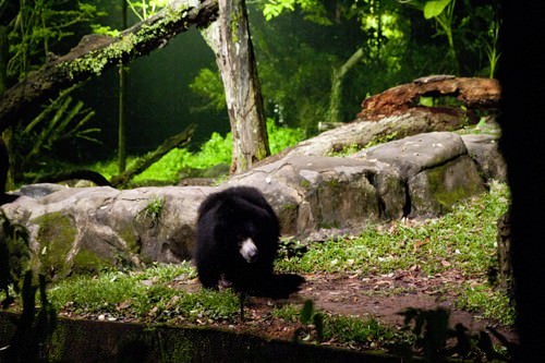 Sloth Bear Enclosure