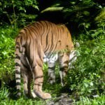 Tiger Night Safari