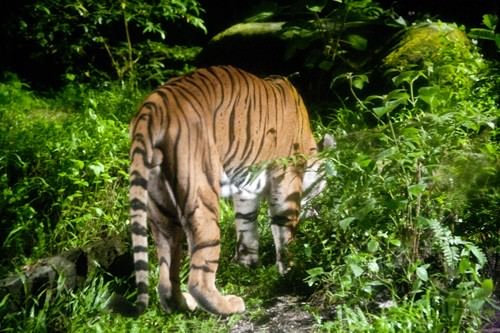 Tiger Night Safari