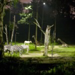 Zebra's Feeding at Night Safari Singapore