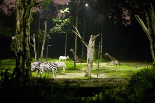 Zebra's Feeding at Night Safari Singapore 