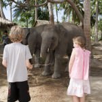City Safari Tours Elephant Feeding