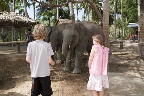 City Safari Tours Elephant Feeding 