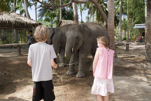 City Safari Tours Elephant Feeding