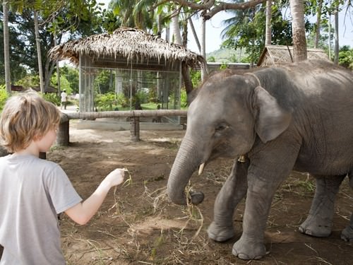 Elephant Feeding with City Safari Tours