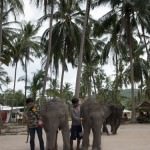 Elephant Show Massage