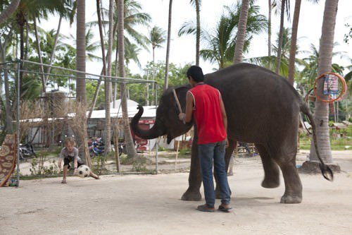 Elephant Soccor