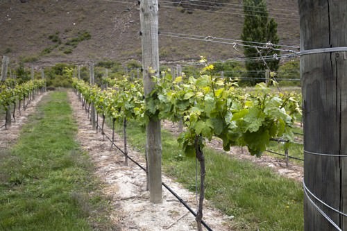Queenstowns Best Vineyards