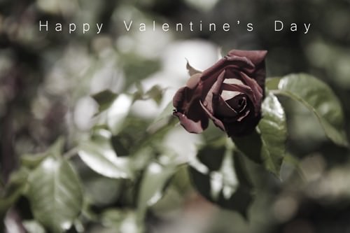 Anvers Rose Happy Valentines Day