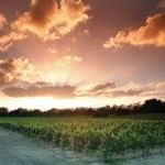 Swan Valley Wine Tour