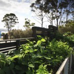 Get Shucked Vege Garden