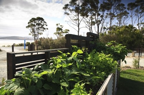 Get Shucked Vege Garden