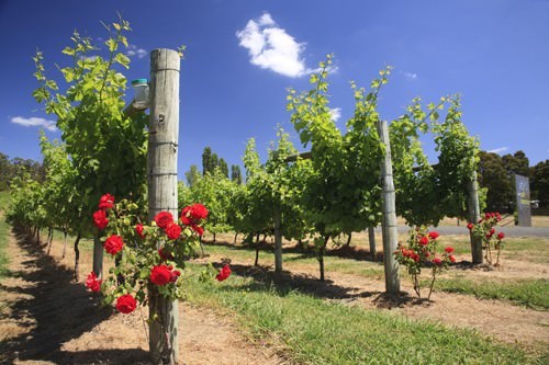 Velo Wines - Tamar Valley Vineyard