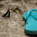 Butterful & Thongs