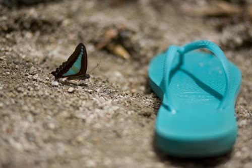 Butterful & Thongs Butterful & Thongs