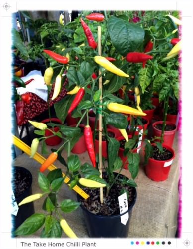 Chilli Plant @ Sawtell Chilli Festival