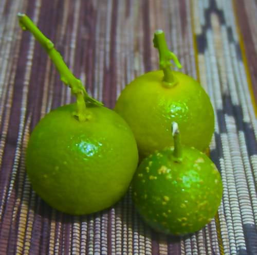 Calamansi for Sisig