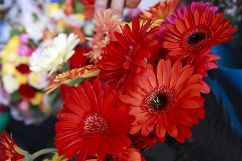 Gerbras - Flower Display