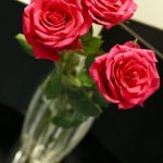 Red Roses in the Room