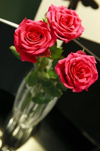 Red Roses in the Room