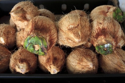 Trimmed Coconuts ready for sale