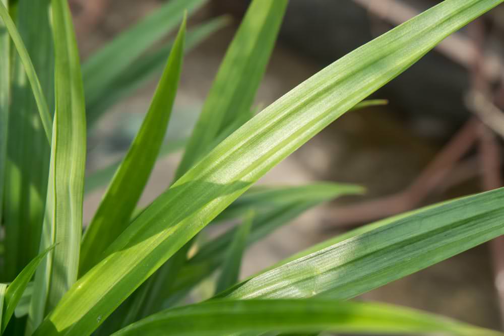 Pandan leaves Pandan leaves