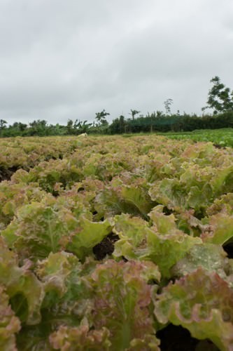 Red Sail Lettuce