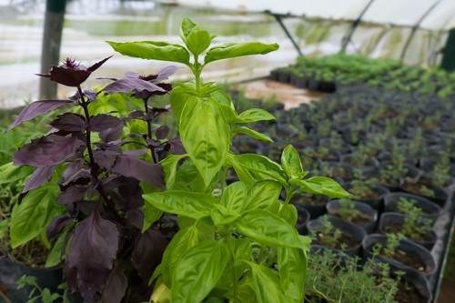 Sweet and Purple Basil - Greenhouse