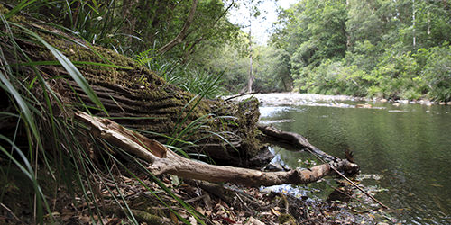 Creek Scene - Coffs Harbour Area