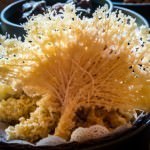 Fiji Restaurant - Prawns Tempura Fan
