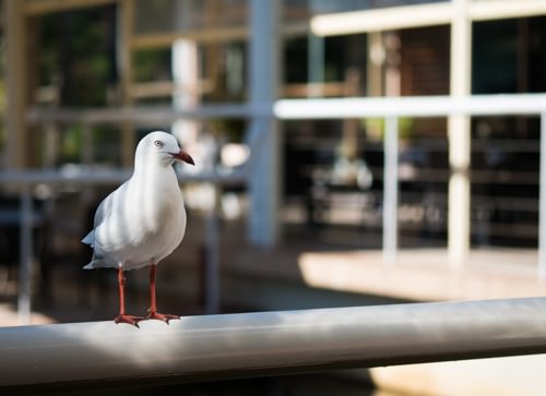 Pacific Bay Resort - Seagull