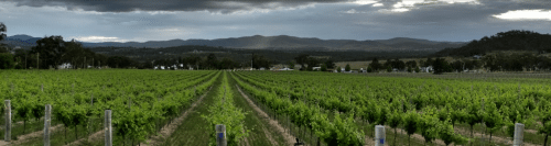 Top 5 Australian Vineyards - 2