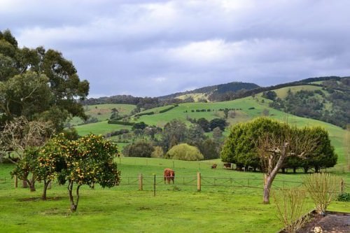 Top 5 Australian Vineyards - 3
