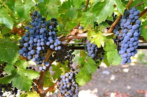 Top 5 Australian Vineyards - SA