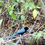 Beautiful Blue Bird at Tulum