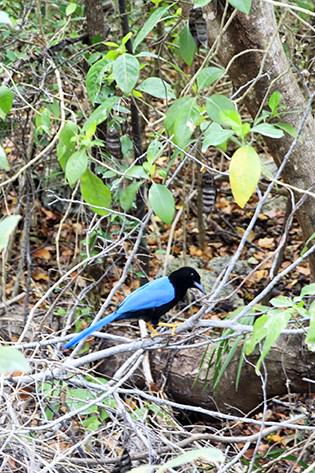 Beautiful Blue Bird at Tulum