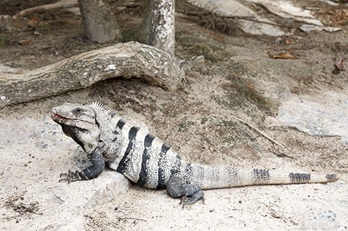 Mexican Iguana