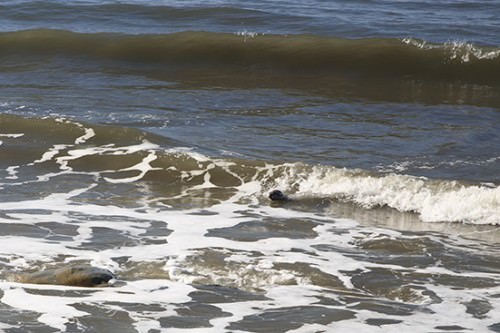 Seal Devereuax Beach