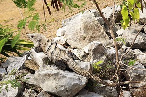 Tulum Iguana Mexico