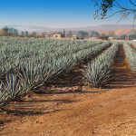 Agave Plantation