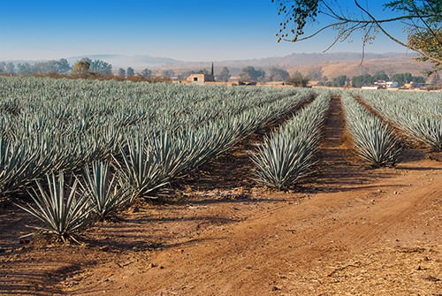 Agave Plantation