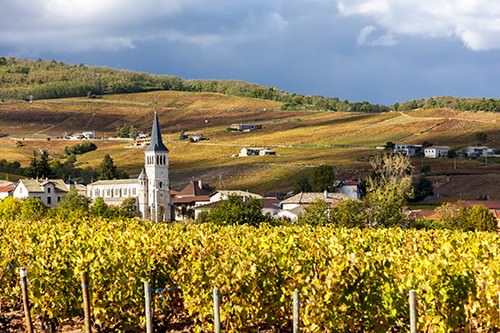 Rhone Vineyards