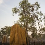 Termite Mounds on The Old Telegraph Bypass Track