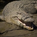 Crocodile on a river bank - Mouth Open