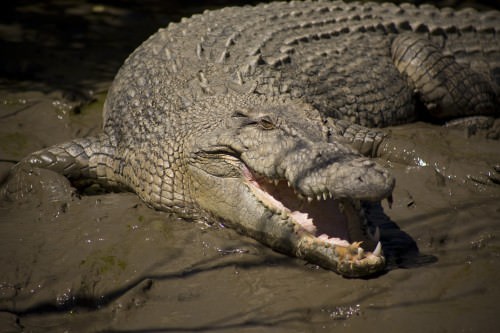 Crocodile on a river bank - Mouth Open