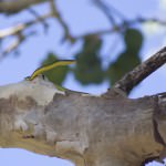 Harmless Green Tree Snake