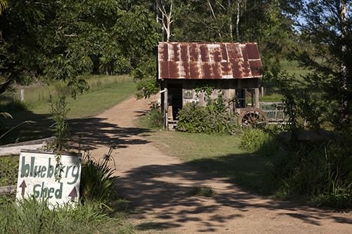 Blueberry Weighing Shed
